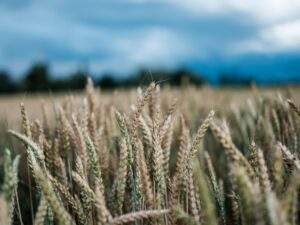 Getreideprodukte, Hülsenfrüchte und Körner