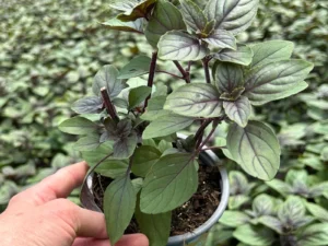 Basilikum Afrikanischer 10gr